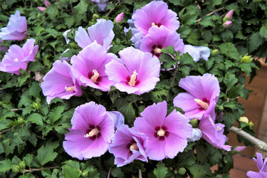 25 Dark Pink ROSE Of SHARON HIBISCUS Syriacus Flower Tree Bush Seeds